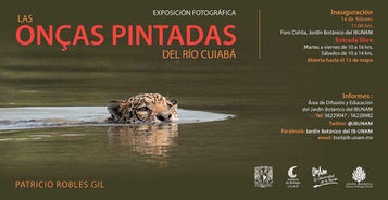 Las Onças Pintadas del Río Cuiabá