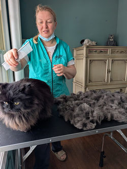 cat desheadding
