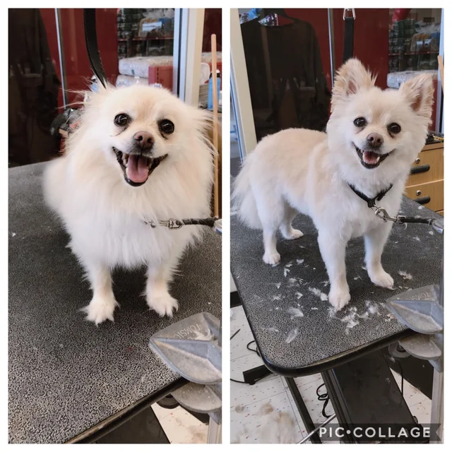 small breed grooming