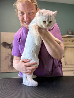 cat lion haircut