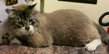 fluffy cat