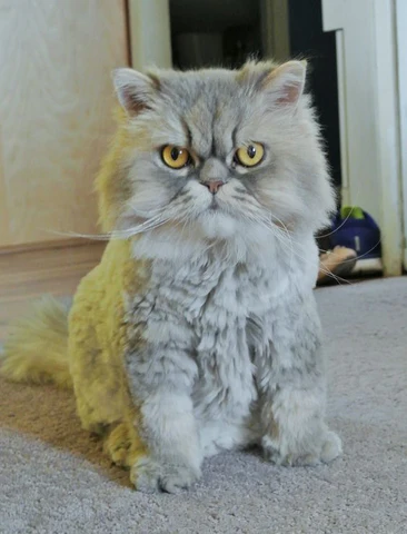 cat grooming