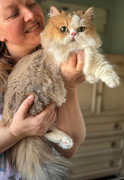 cat teddy bear haircut