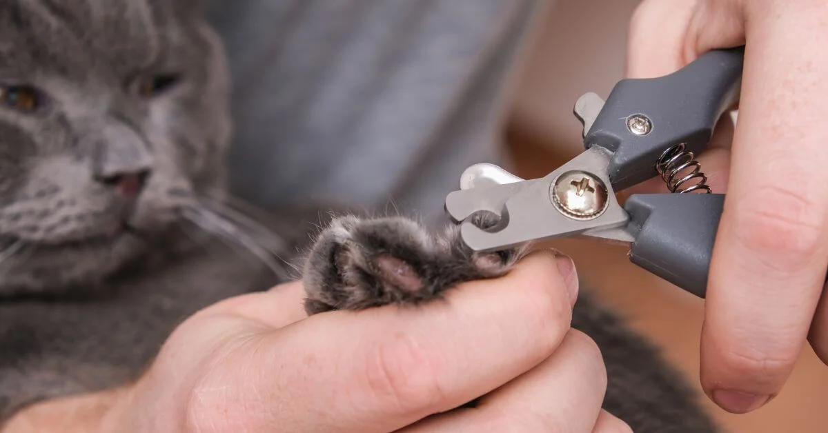 nail clip