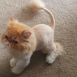 lion cut
