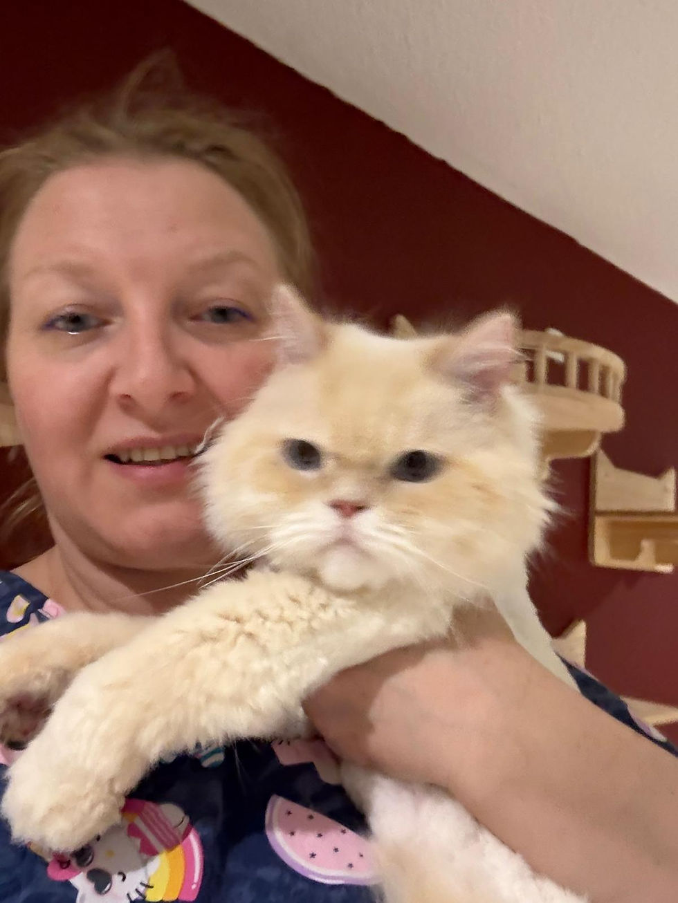 The Importance of Regular Cat Grooming