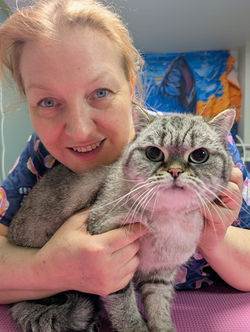 cat british short hair grooming
