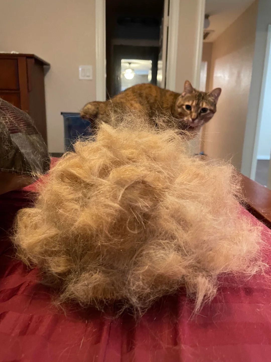cat grooming