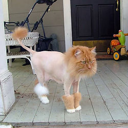 at lion haircut