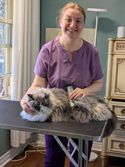 brushing hair cats