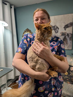cat teddy bear haircut in oakville