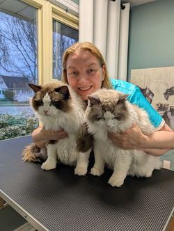 ragdoll grooming