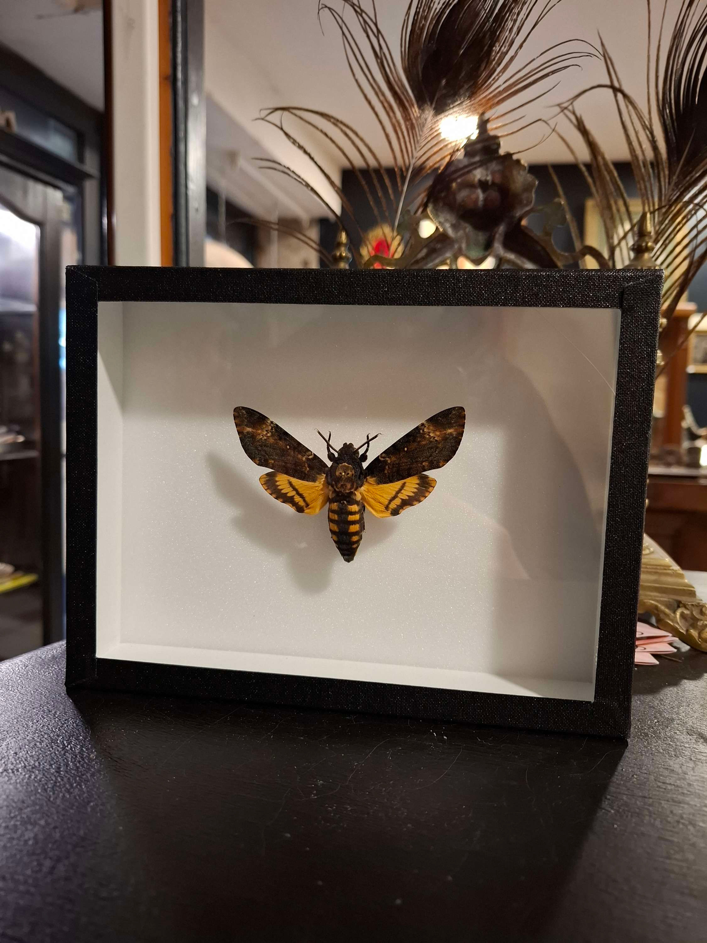 Acherontia Atropos   sphinx tête de mort sous cadre 