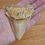 Miniature : Dent de Megalodon 