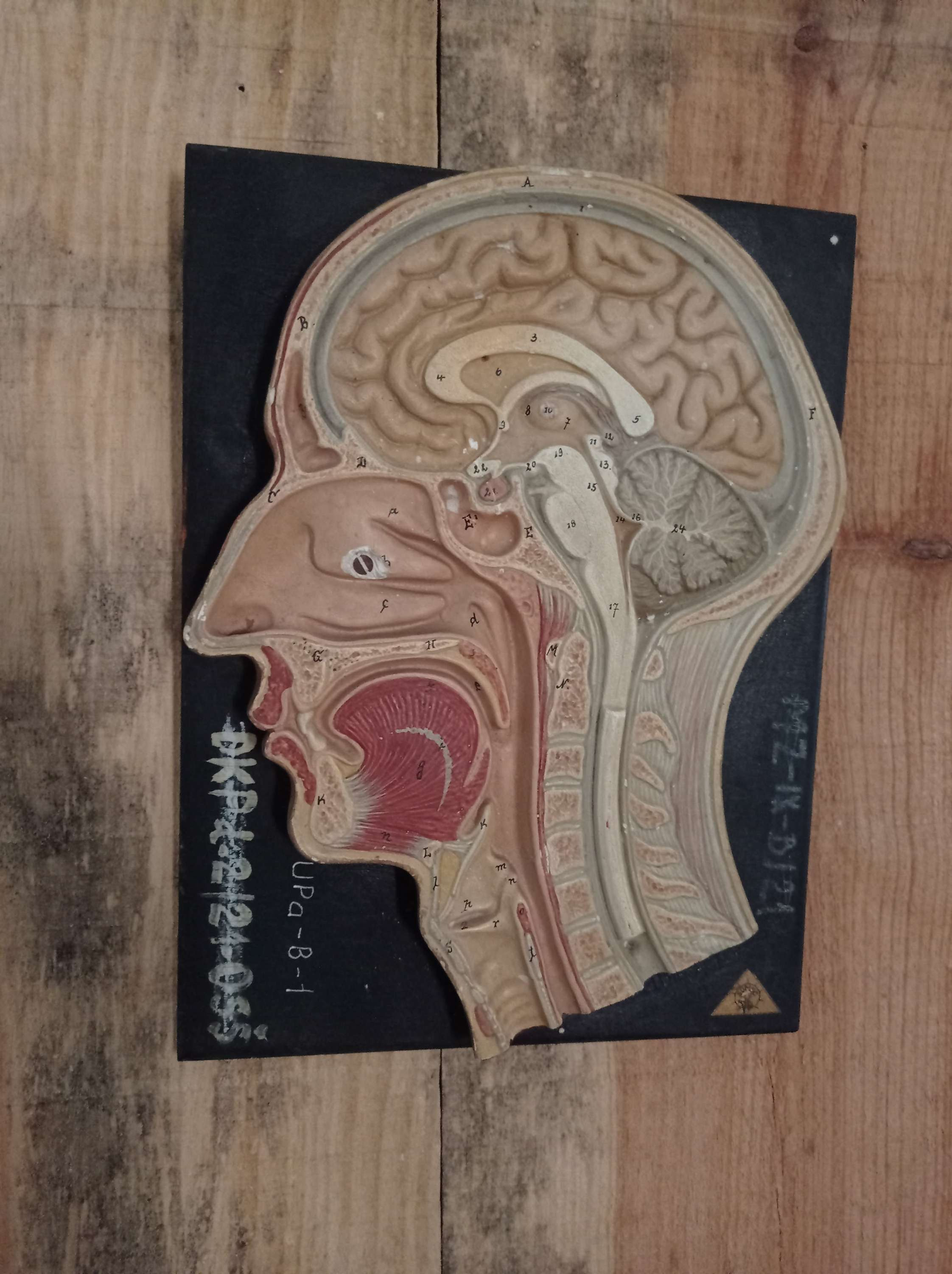 Planche découpe tête humaine 