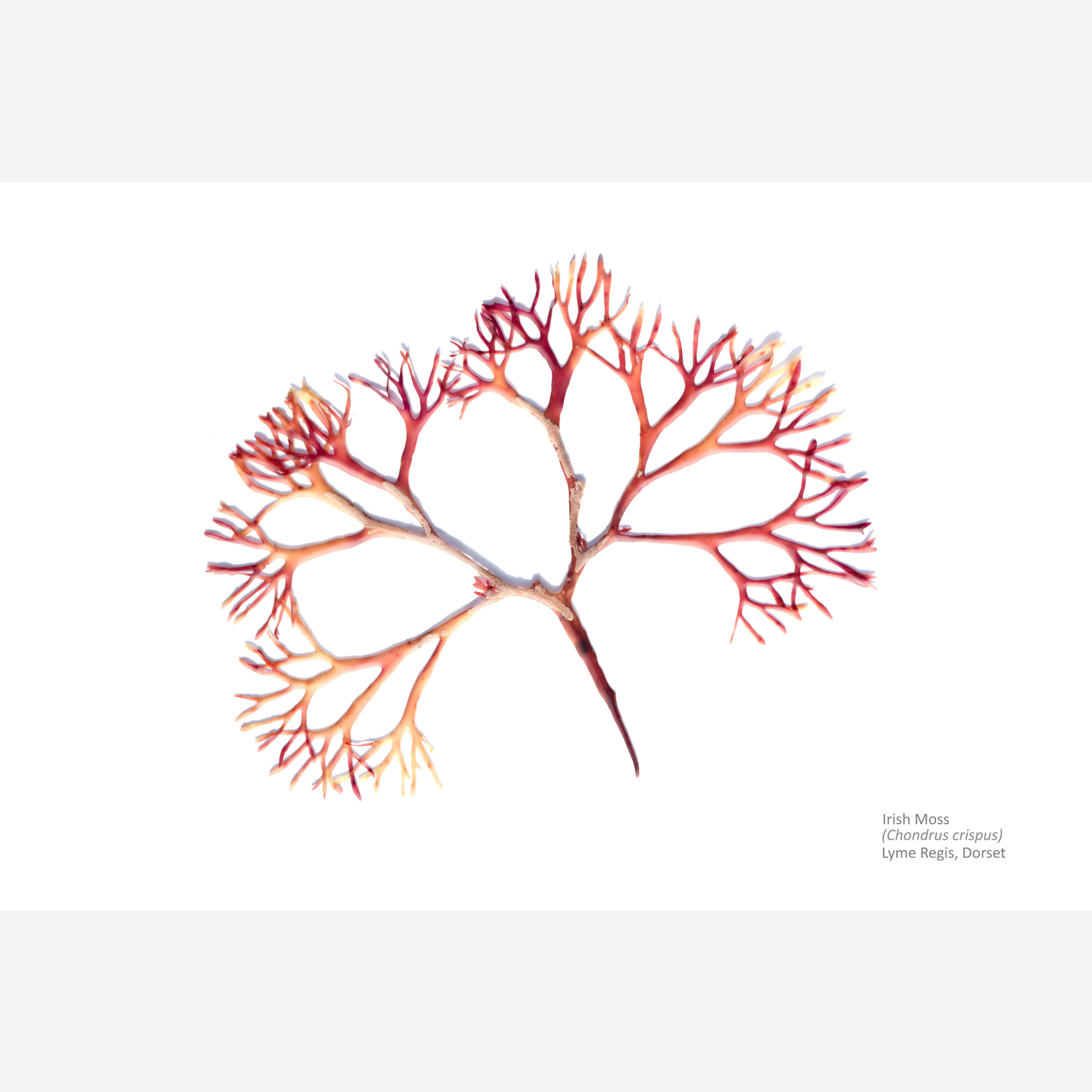 Soft pinks and peach Irish Moss seaweed art print-"Coraline" Sustainable coastal art for ocean lovers and eco-friendly homes