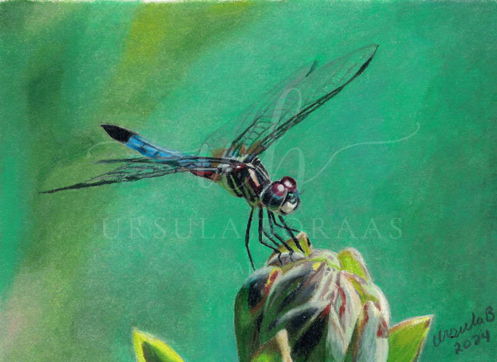 'Dragonfly' Fine Art Print