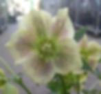Christrosen Abverkauf