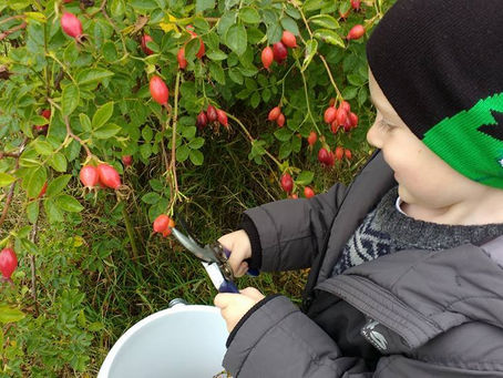 Tips for foraging Sea Buckthorn Berries and Dog Rose Hips.