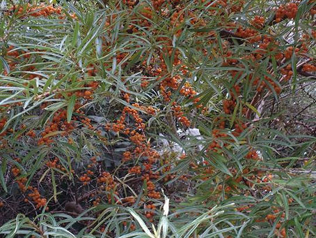 Sea Buckthorn nutritional value and recipes.