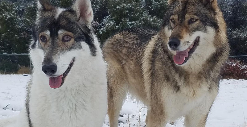 Keme & Tehya Snow.jpg