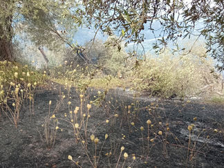 Fires of Montiferru