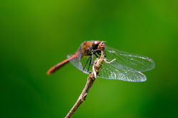 Rote Heidelibelle