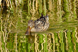 Löffelente weiblich