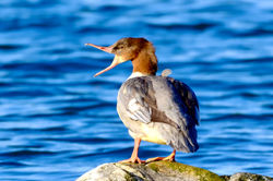 Gänsesäger weiblich
