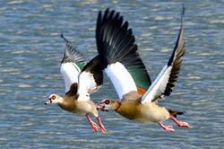 Nilgänse
