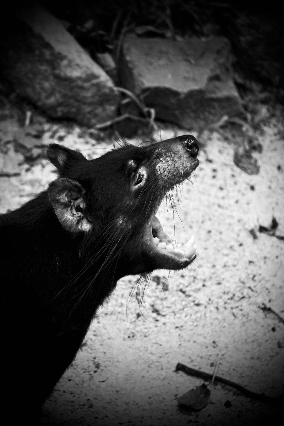 Tasmanian Devil