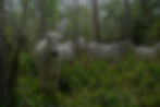 FRA-Cows-under-trees-1.jpg