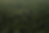 Urunday_trees_website_1.png
