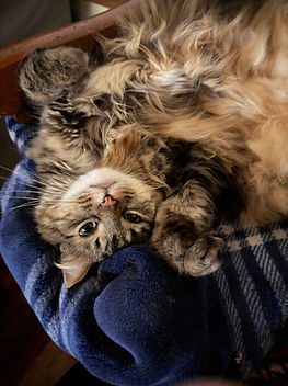 Little Miss Cat is being adorable on her back with paw in the air for pets.
