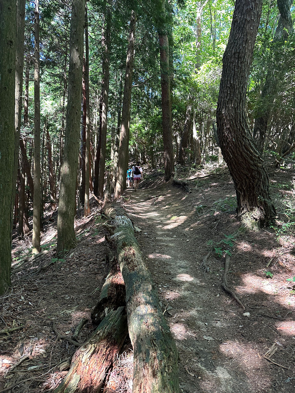 色んなコースがある六甲山
