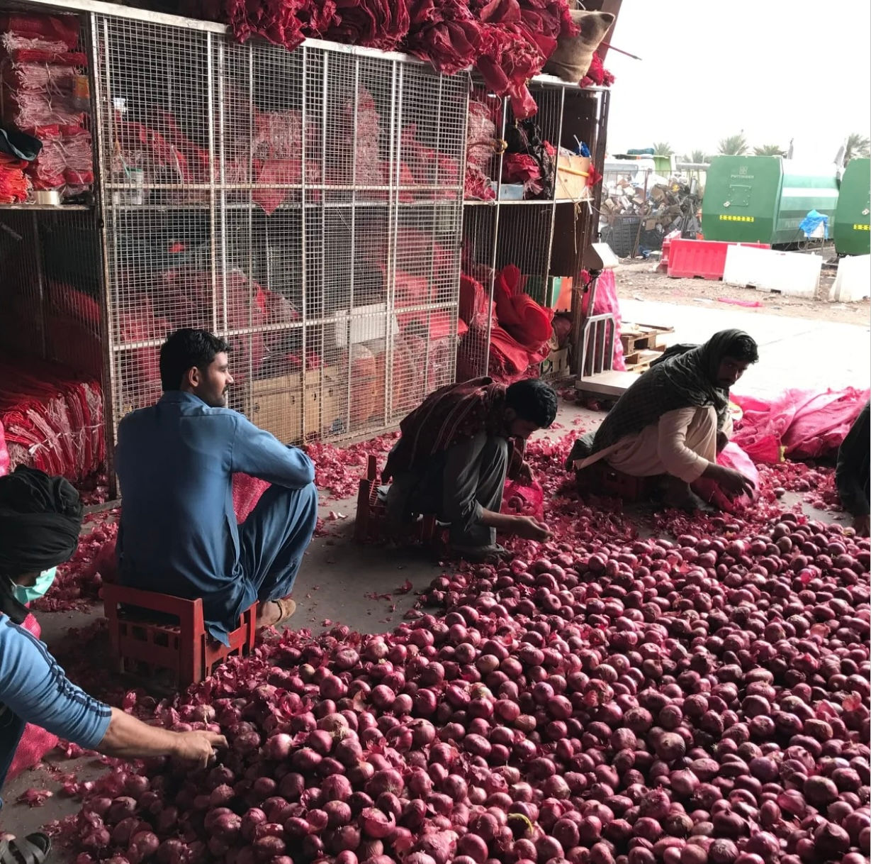 بصل بالكيلوا