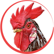 pngwing.com (2).png