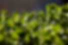 fresh-microgreens-growing-in-pot-2026-03-24-23-12-21-utc Large.jpeg