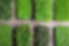 fresh-organic-microgreens-assortment-on-grey-woode-2026-01-16-19-40-48-utc Large.jpeg