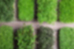 fresh-organic-microgreens-assortment-on-grey-woode-2026-01-16-19-40-48-utc Large.jpeg