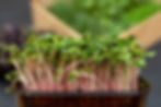 close-up-of-micro-green-radish-plants-green-leav-2026-03-18-04-19-25-utc Large.jpeg