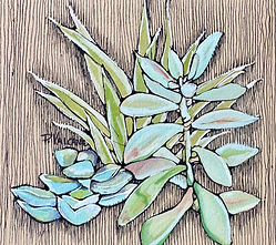 valcante_desert_rosettes - Pam Valcante.png