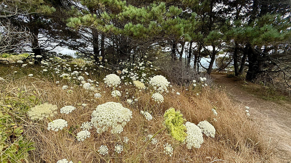 A patch of Queen Anne's Lace was still blooming