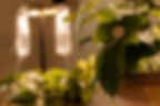 PULSUM PLANTAE/ FONOTECA NACIONAL
