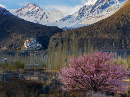 Ladakh - Mùa hoa mơ (14/04/2026-24/04/2026 )