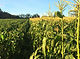 corn
