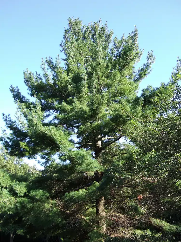 white-pine-evergreen-tree-101647265-b3b58041541442c9a8cbe29a4b50b4b9.webp