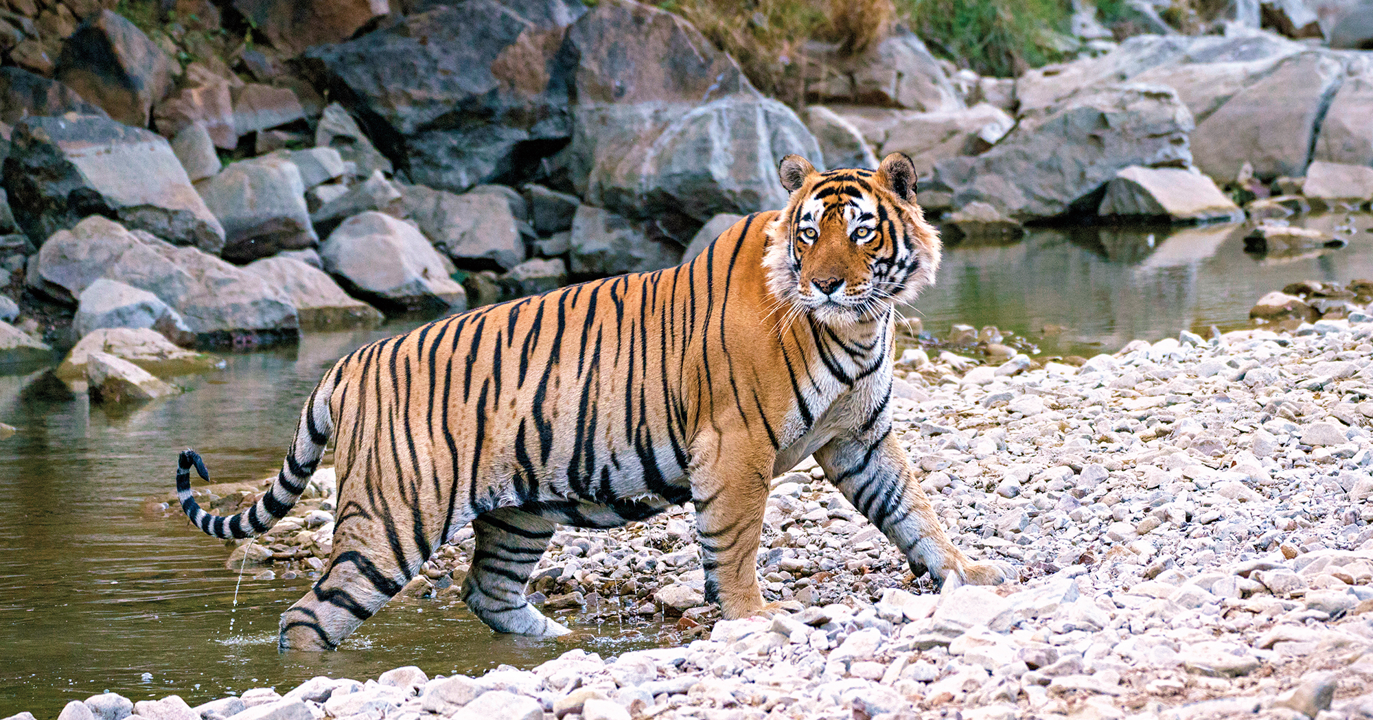 Nahargarh Ranthambhore photo 1