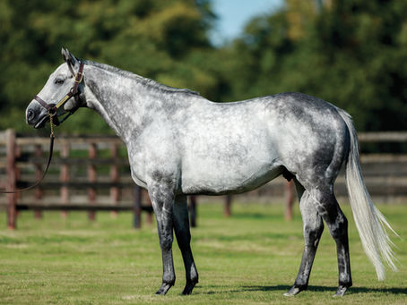 Charyn a Cambridge Stud