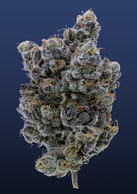 Fig Farms Moonana Wreck strain California Cannabis nug on blue background